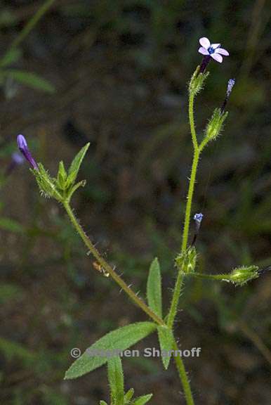 allophyllum divaricatum 1 graphic